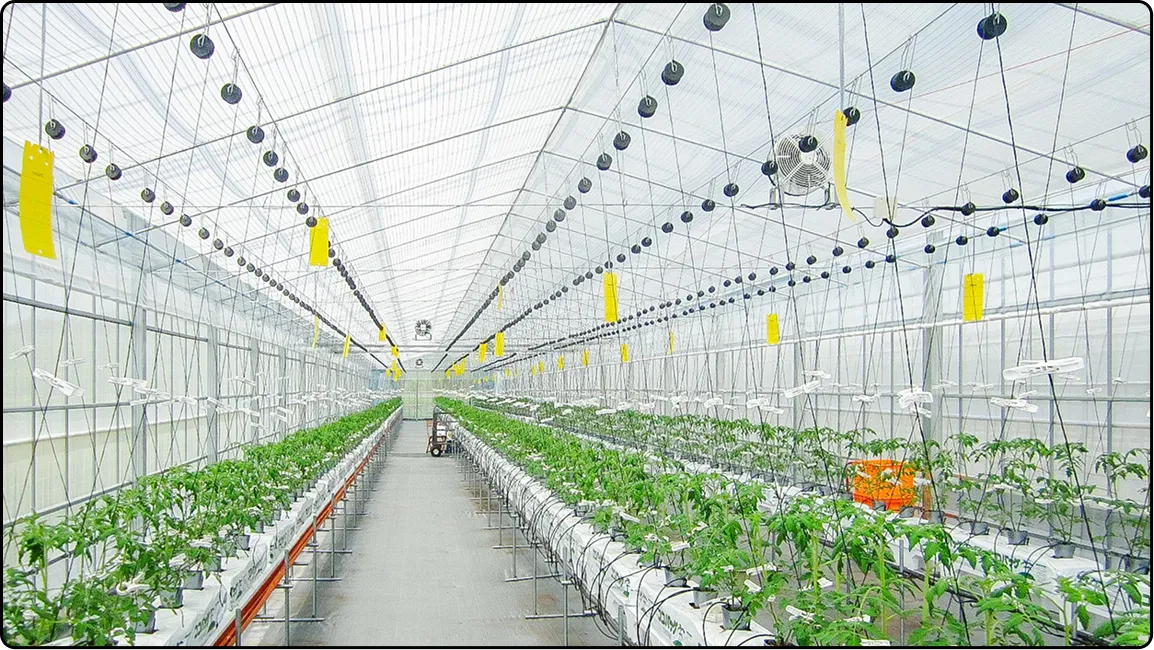 栃木の鉄骨屋根ハウス施工｜大空間・高採光が必要な栽培に｜初めての方も安心｜有限会社マルカ商会