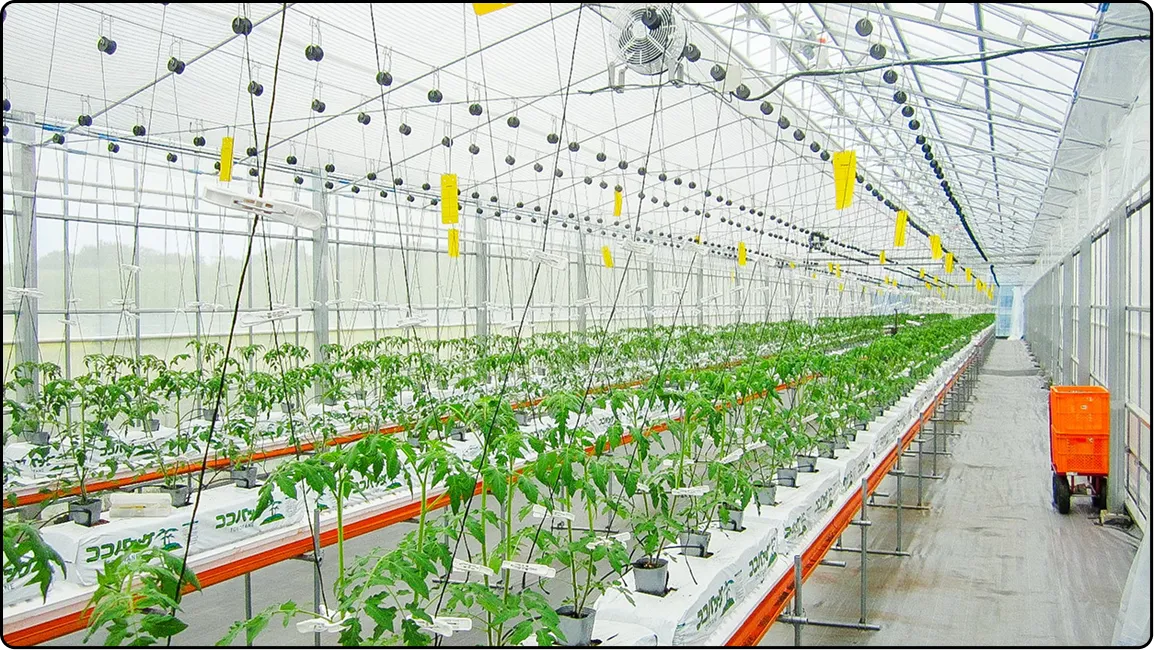 栃木の鉄骨屋根ハウス施工｜大空間・高採光が必要な栽培に｜初めての方も安心｜有限会社マルカ商会