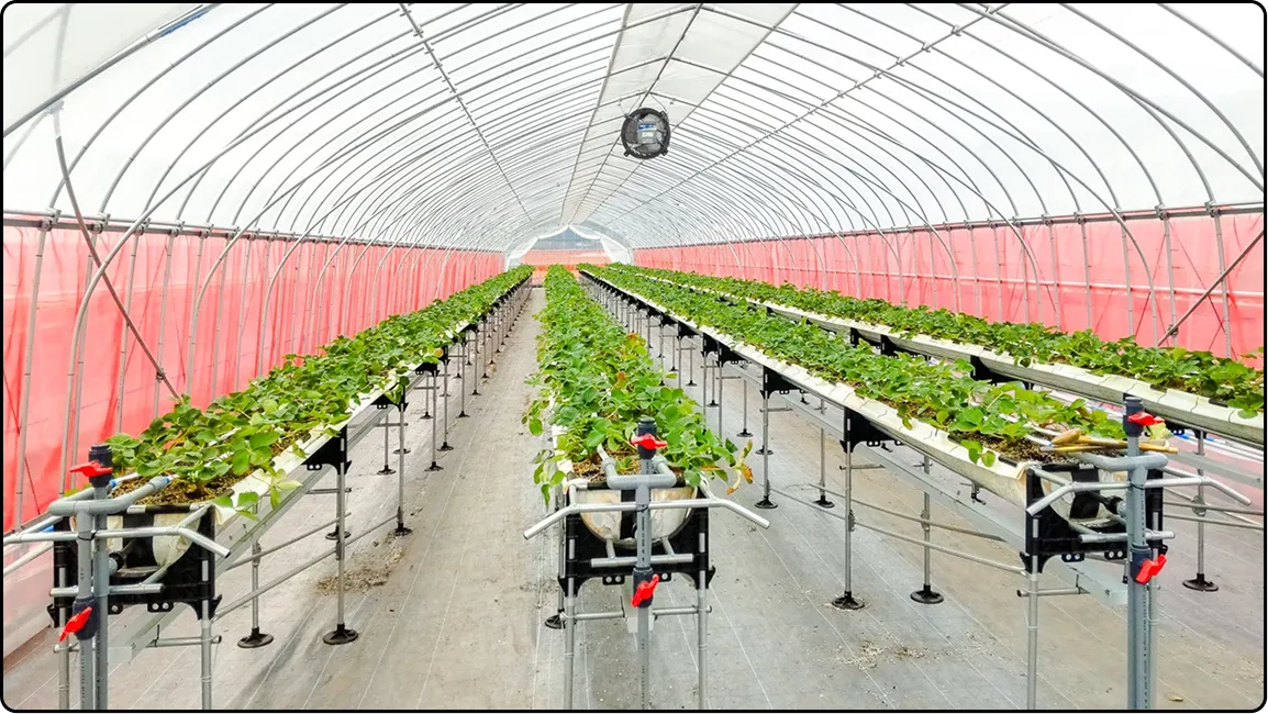 栃木の鉄骨屋根ハウス施工｜大空間・高採光が必要な栽培に｜初めての方も安心｜有限会社マルカ商会