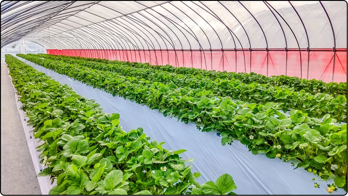 栃木の鉄骨屋根ハウス施工｜大空間・高採光が必要な栽培に｜初めての方も安心｜有限会社マルカ商会