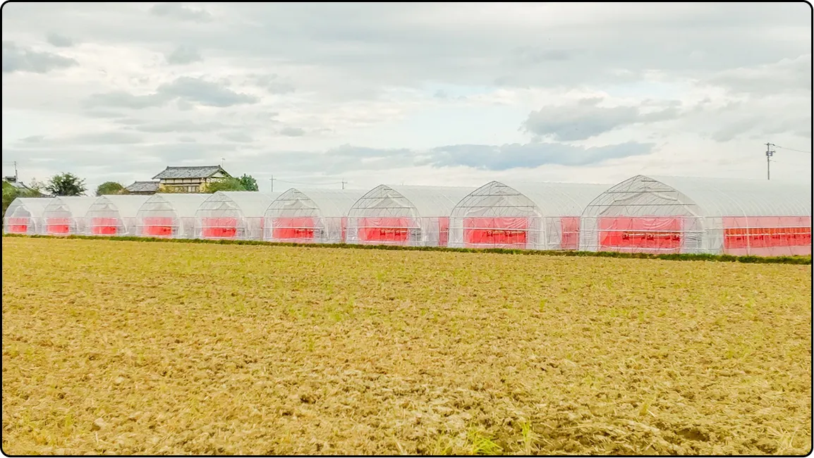 栃木の鉄骨屋根ハウス施工｜大空間・高採光が必要な栽培に｜初めての方も安心｜有限会社マルカ商会