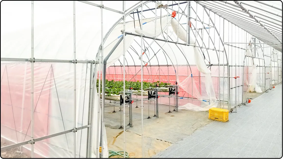 栃木の鉄骨屋根ハウス施工｜大空間・高採光が必要な栽培に｜初めての方も安心｜有限会社マルカ商会