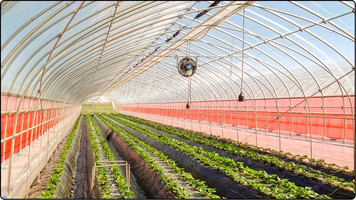 栃木の鉄骨屋根ハウス施工｜大空間・高採光が必要な栽培に｜初めての方も安心｜有限会社マルカ商会