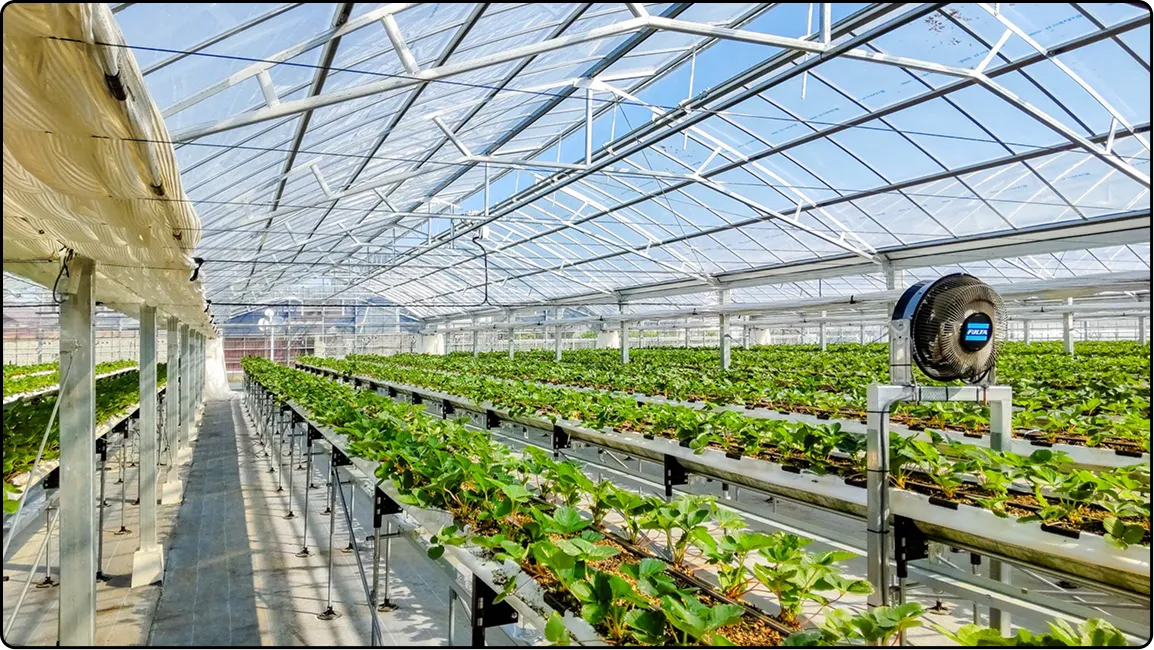 栃木の鉄骨屋根ハウス施工｜大空間・高採光が必要な栽培に｜初めての方も安心｜有限会社マルカ商会