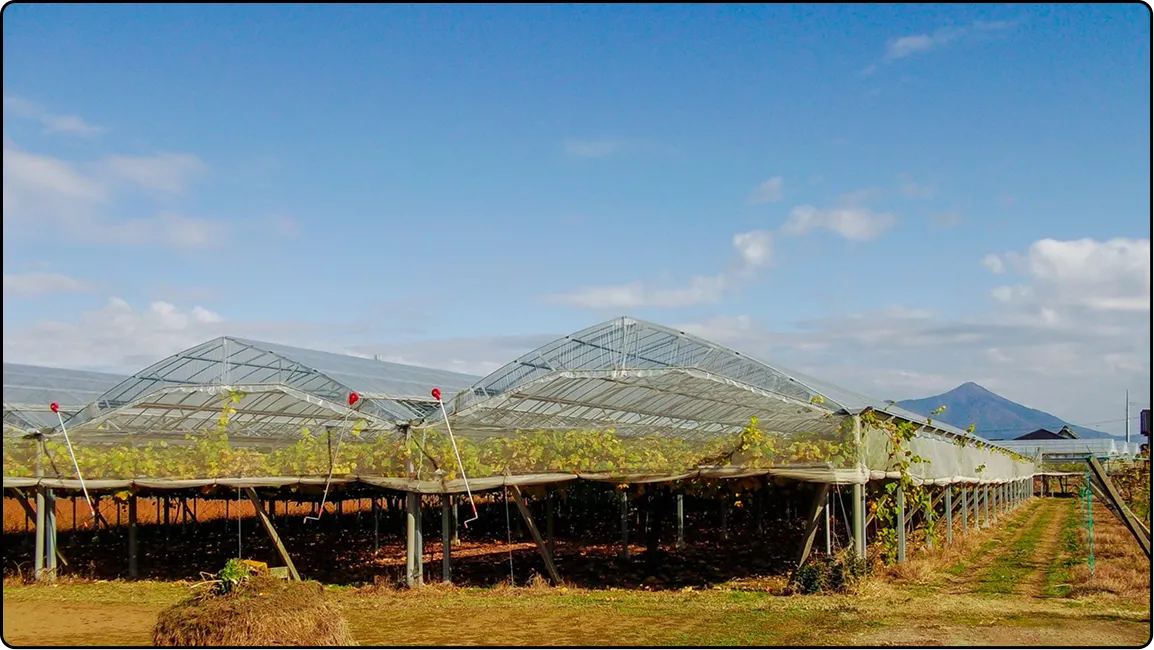 栃木の鉄骨屋根ハウス施工｜大空間・高採光が必要な栽培に｜初めての方も安心｜有限会社マルカ商会