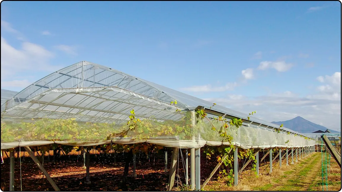 栃木の鉄骨屋根ハウス施工｜大空間・高採光が必要な栽培に｜初めての方も安心｜有限会社マルカ商会
